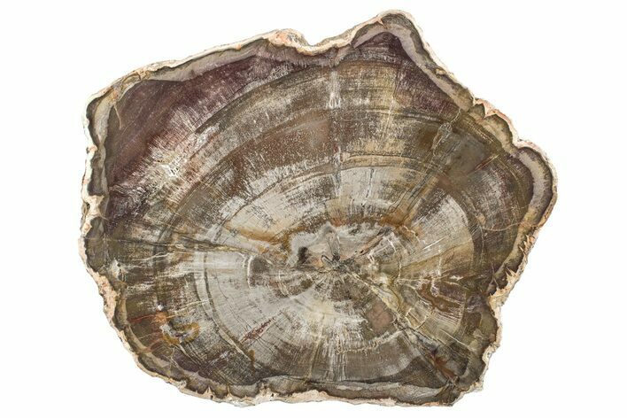 Beautiful, Petrified Wood (Araucaria) Round - Madagascar #265371